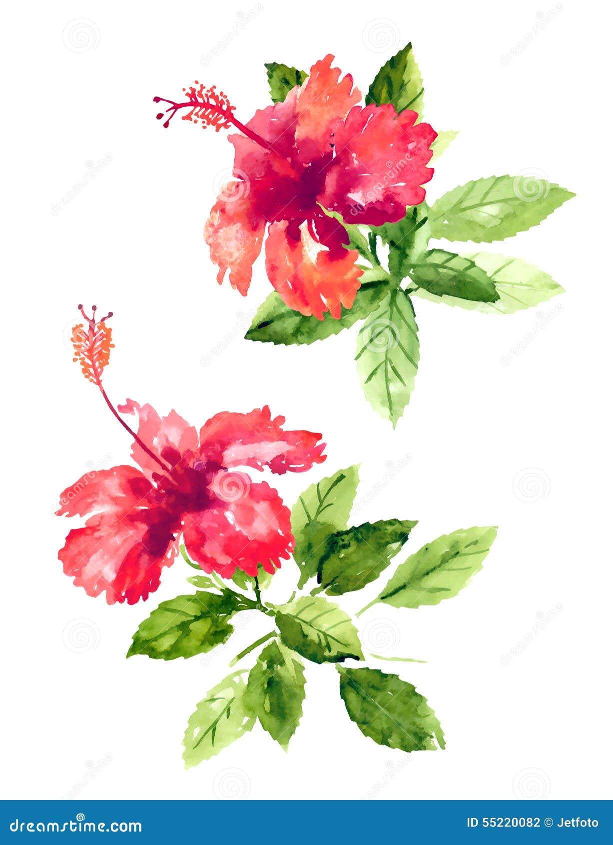 水彩木槿花的汇集向量例证 插画包括有开花 要素 浪漫 看板卡 图画 收集 模式 绘画的技巧 5520 水彩木槿花的汇集向量例证 插画包括有开花 要素 浪漫 看板卡 图画 收集 模式 绘画的技巧 5520