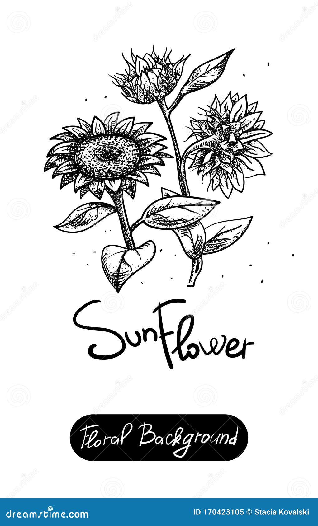 彩绘花矢量集花背景太阳花黑库存例证 插画包括有叶子 草本 投反对票 装饰 单色 查出