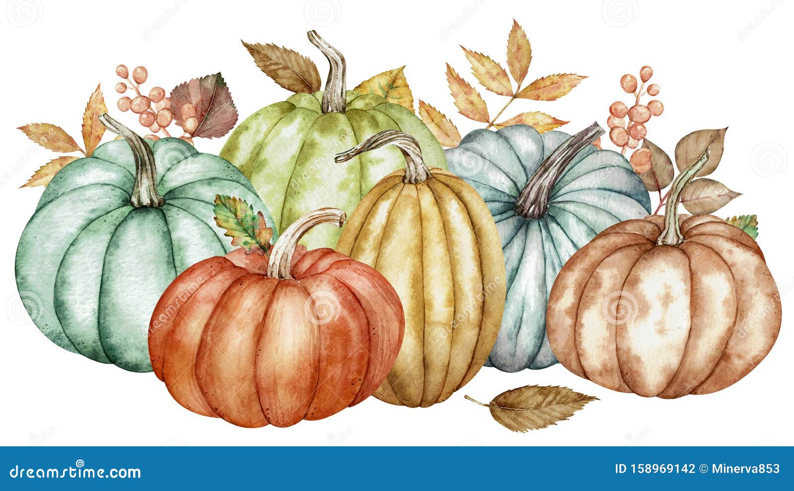 彩色南瓜秋叶水色组合物植物学插图库存例证 插画包括有 彩色南瓜秋叶水色组合物植物学插图库存例证 插画包括有