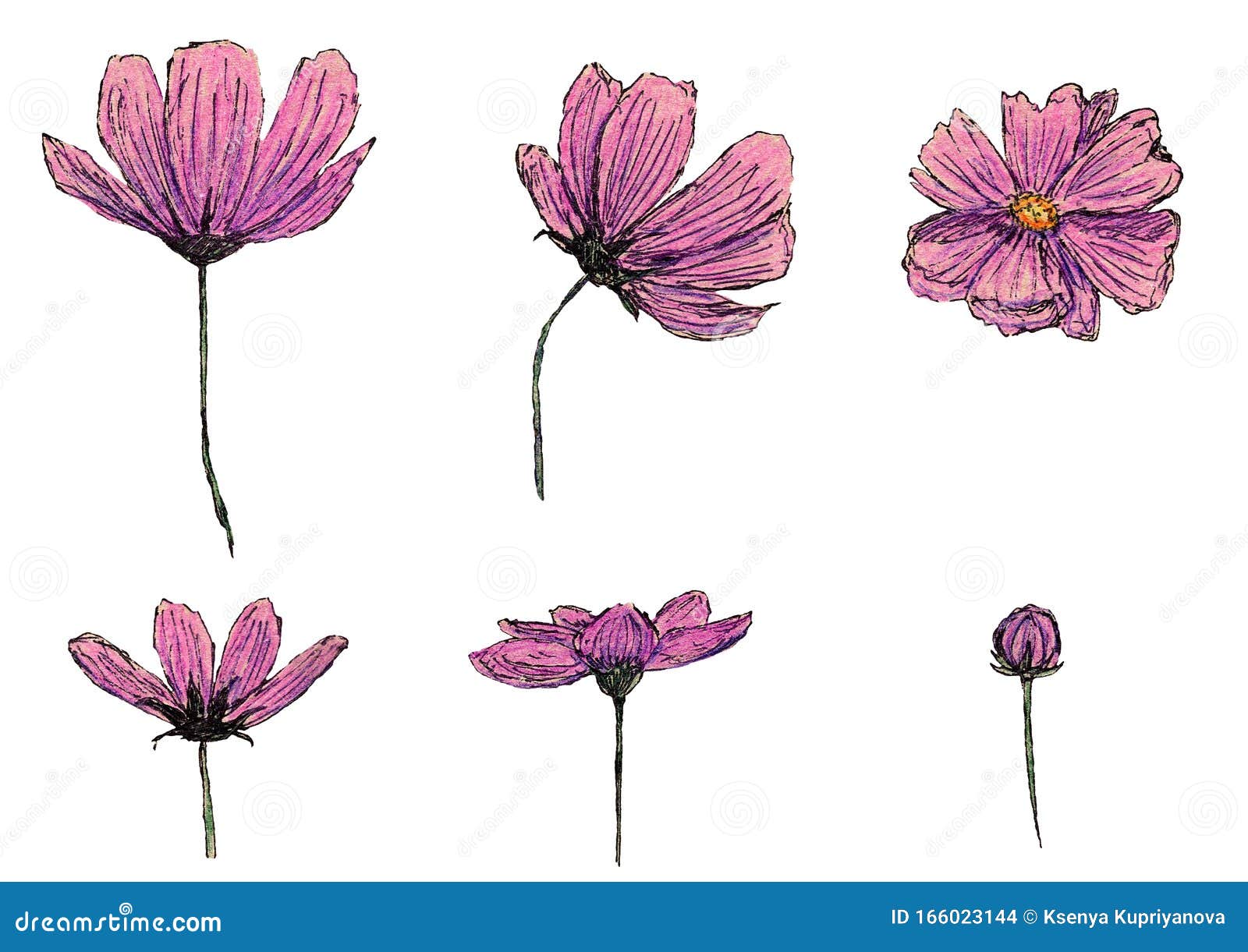 彩色铅笔素描插图植物花卉集粉色美容花库存例证 插画包括有花卉 设置 绽放 春天 宏指令 彩色铅笔素描插图植物花卉集粉色美容花库存例证 插画包括有花卉 设置 绽放 春天 宏指令
