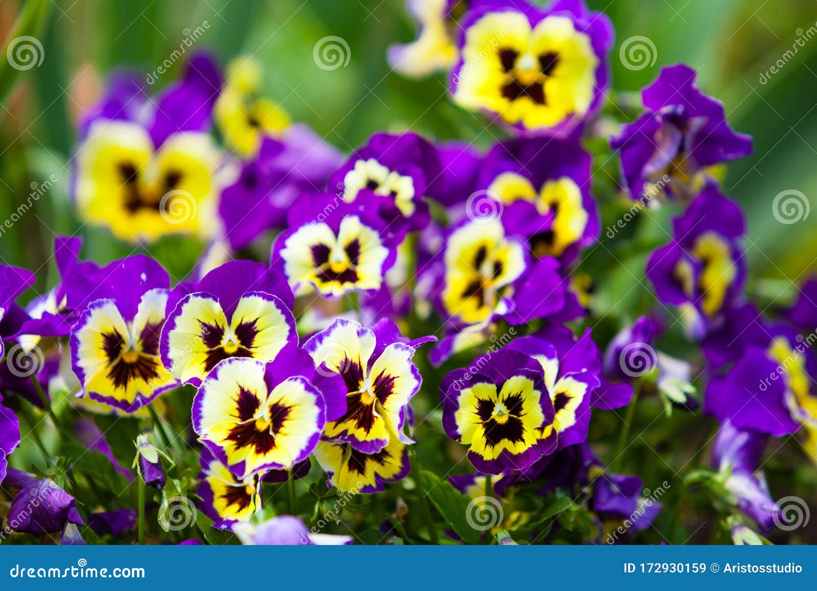 彩色黄紫色淡淡的花库存图片 图片包括有蓝色 纹理 花卉 紫色 自然 绽放 颜色 蝴蝶花