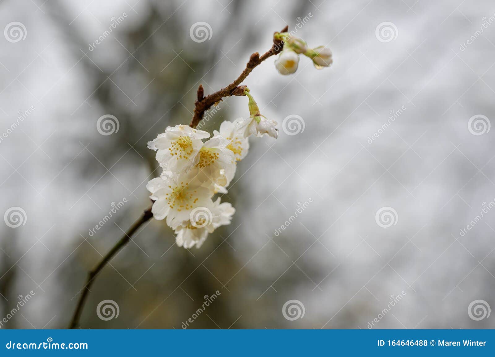 德国北部冬樱花夏枯草11月白花模糊灰色库存照片 图片包括有增长 开花 本质 复制 公园