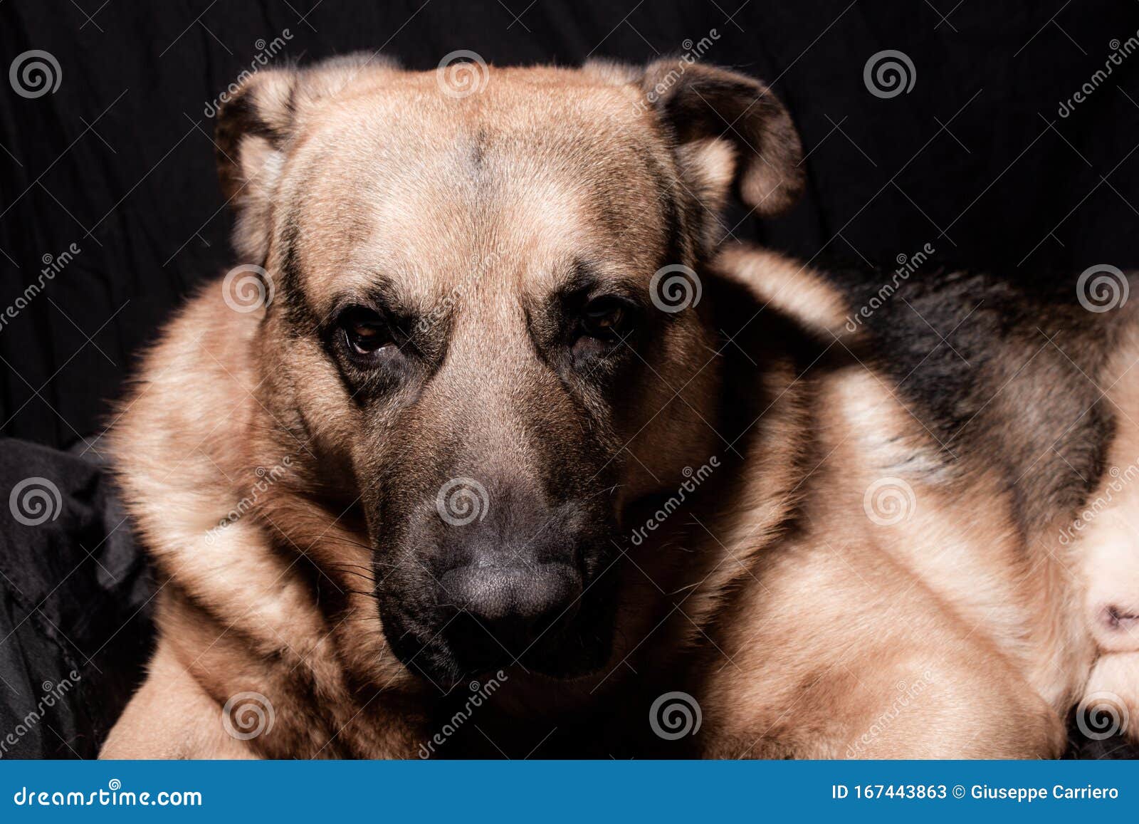 德国牧羊犬与波尔多犬杂交的美人犬照片库存图片 图片包括有杂种 德语 照片 牧羊人 毗邻的 德国牧羊犬与波尔多犬杂交的美人犬照片库存图片 图片包括有杂种 德语 照片 牧羊人 毗邻的