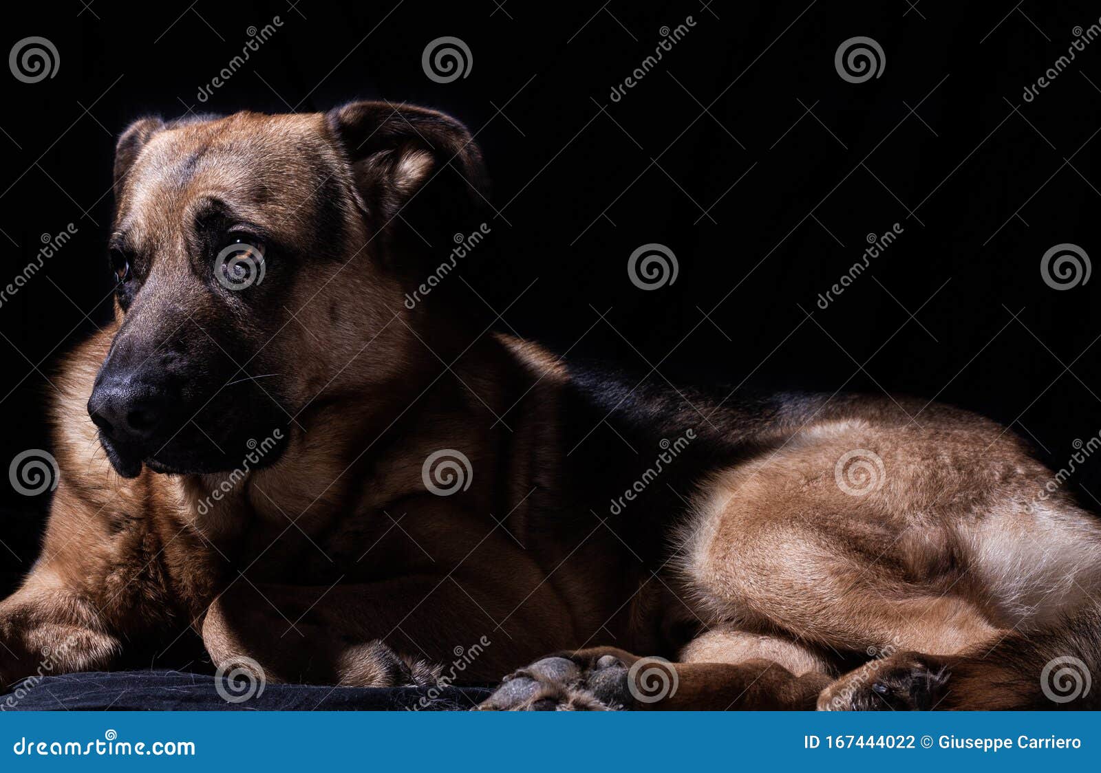 德国牧羊犬与波尔多犬杂交的美人犬照片库存照片 图片包括有照片 德语 牧羊人 杂种 毗邻的 德国牧羊犬与波尔多犬杂交的美人犬照片库存照片 图片包括有照片 德语 牧羊人 杂种 毗邻的