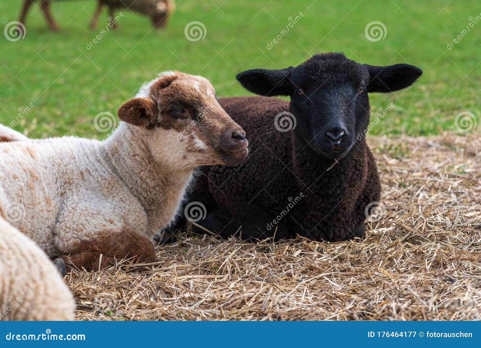德国草甸草地上可爱的白羊和黑羊画像动物友谊的概念 自由放射库存图片 图片包括有查找 农事