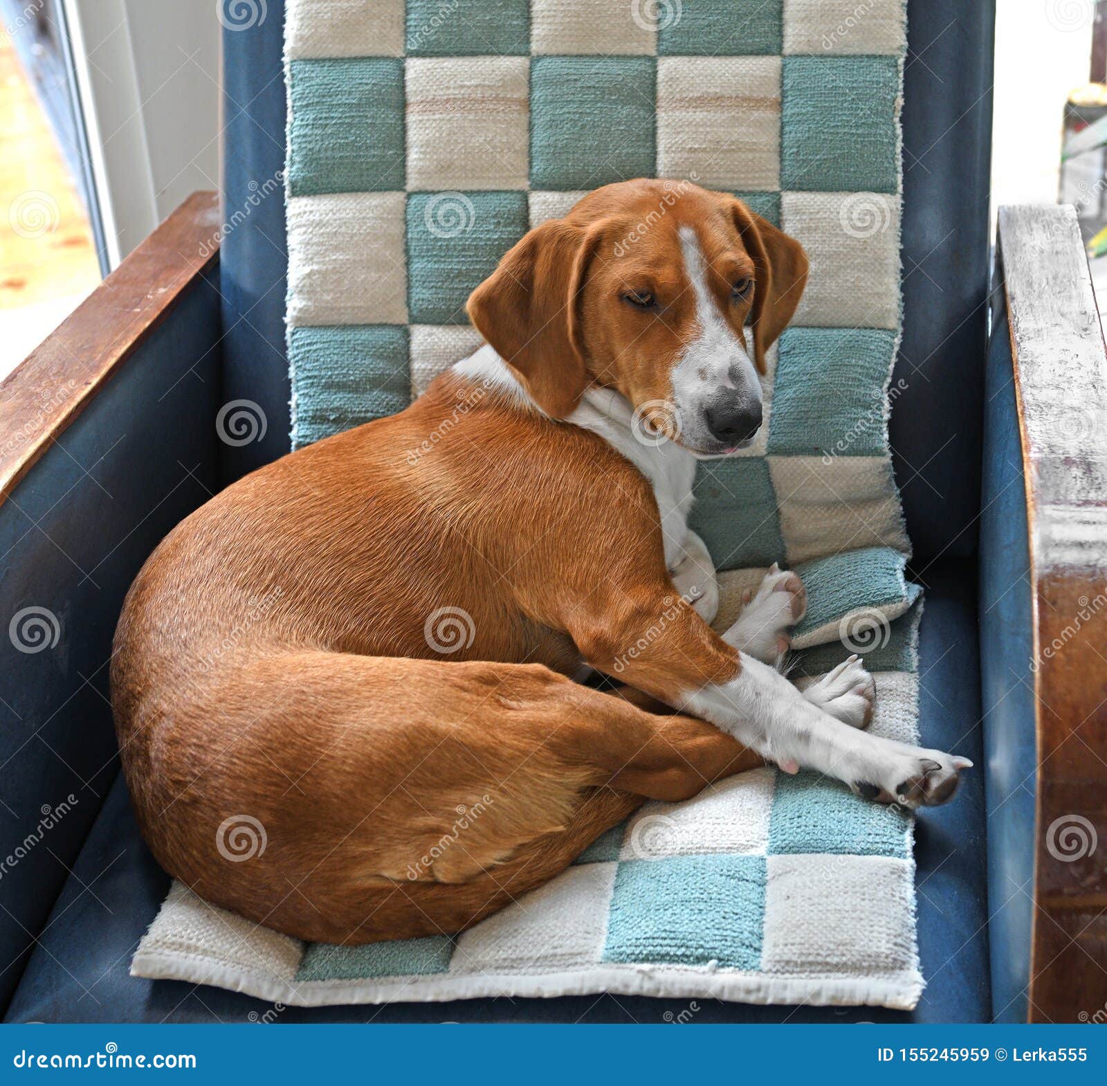 德雷夫 狗品种 从瑞典的短足的scenthound为寻找鹿和其他比赛使用了在扶手椅子的狗库存图片 图片包括有