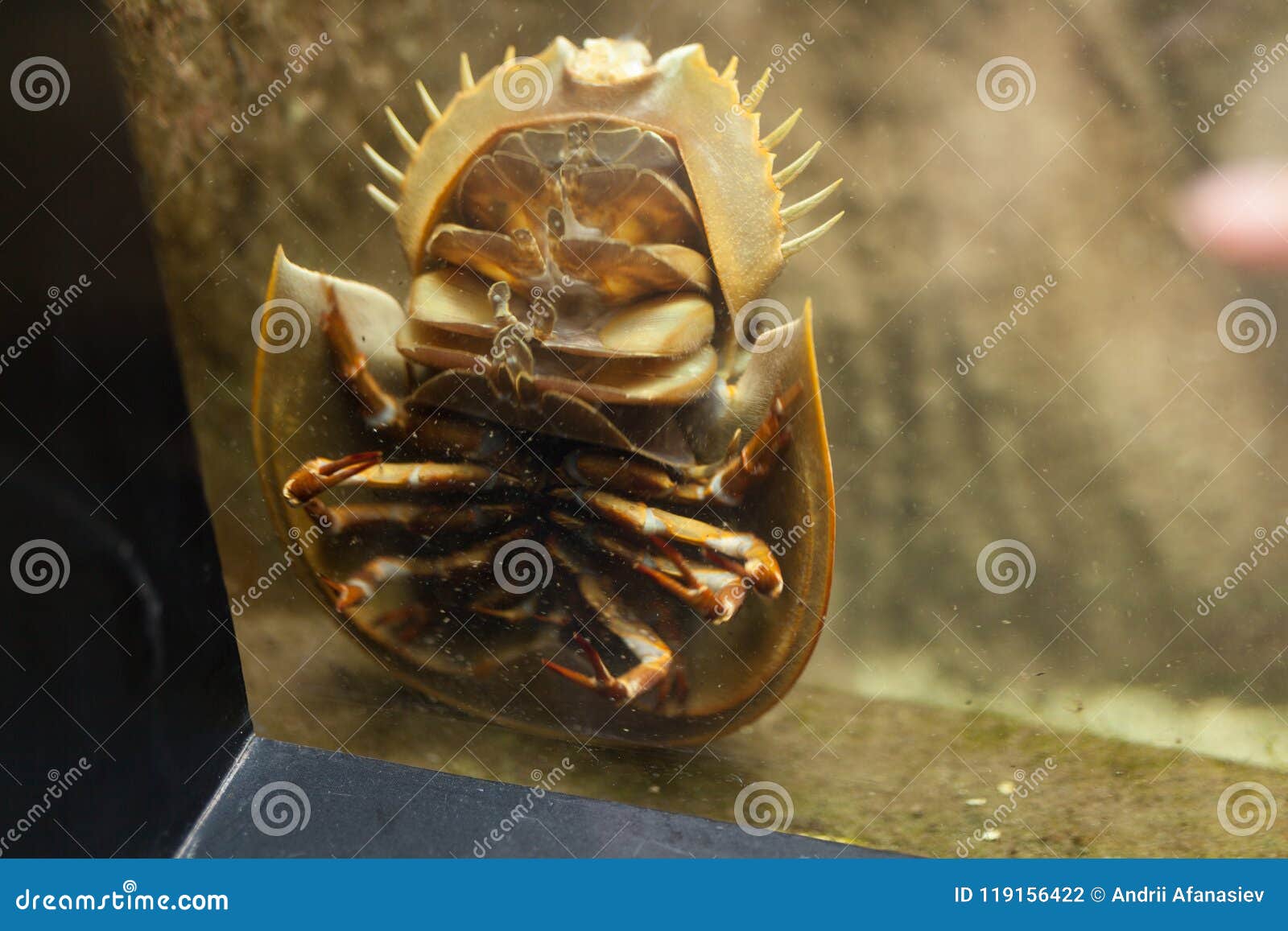 恐怖的海野兽 Bathynomus Giganteus或巨型isopod 库存照片 图片包括有风景 爬行