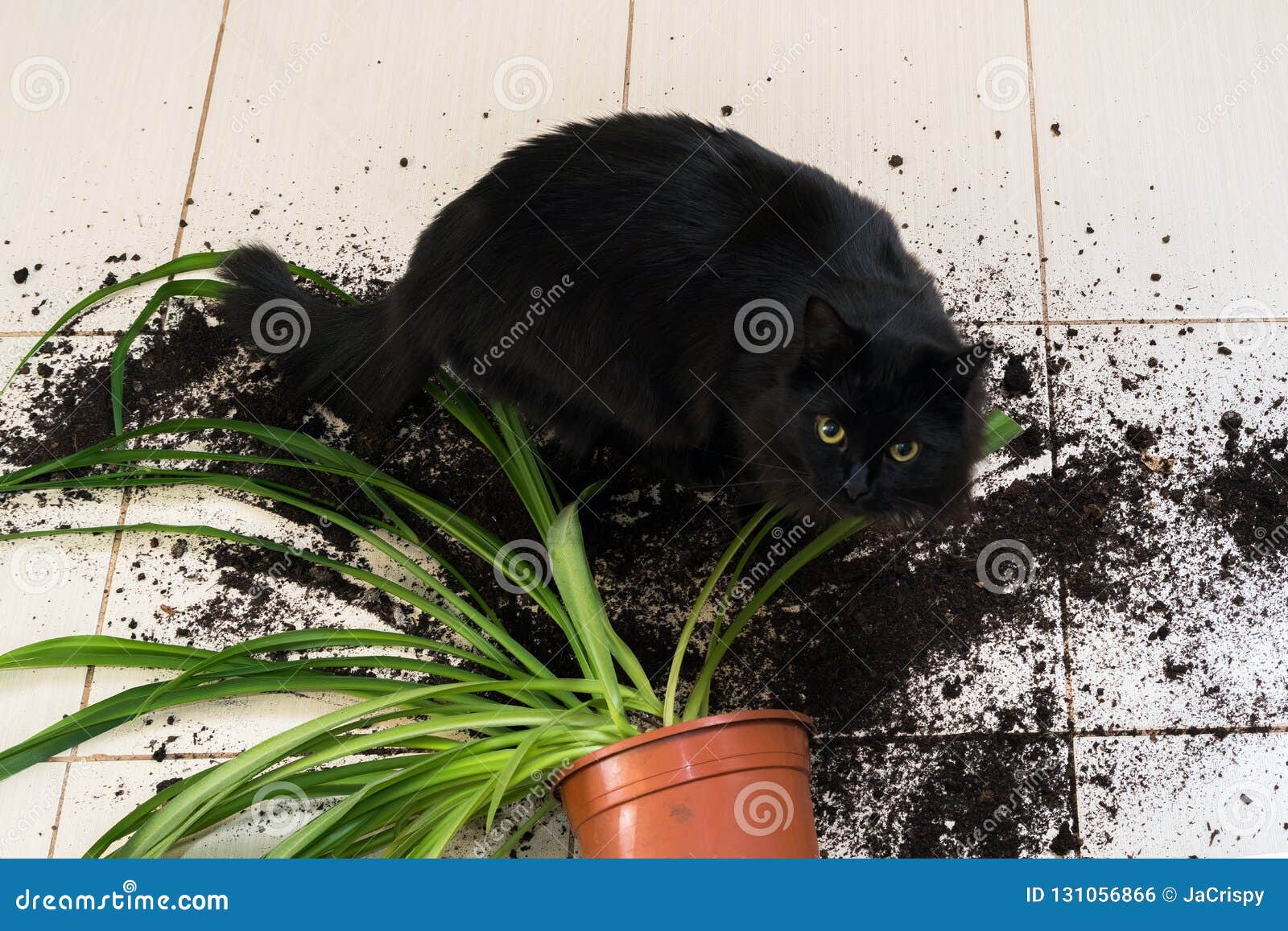 恶意嘘声投下了并且打破了有绿色植物的花盆k的库存照片 图片包括有下落 故障 黏土 家庭 秋天 恶意嘘声投下了并且打破了有绿色植物的花盆k的库存照片 图片包括有下落 故障 黏土 家庭 秋天