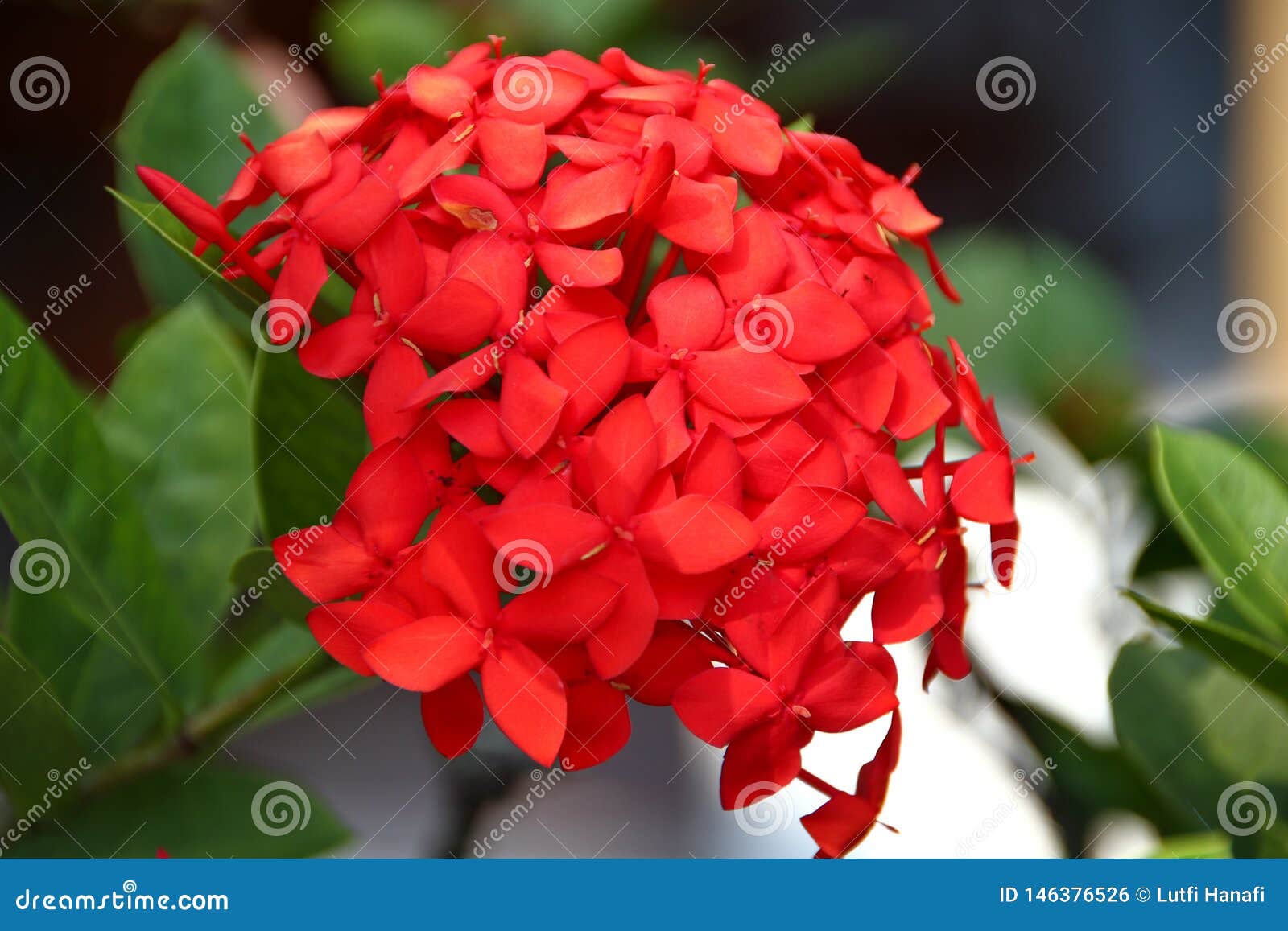 惊人红色八仙花属花库存照片 图片包括有