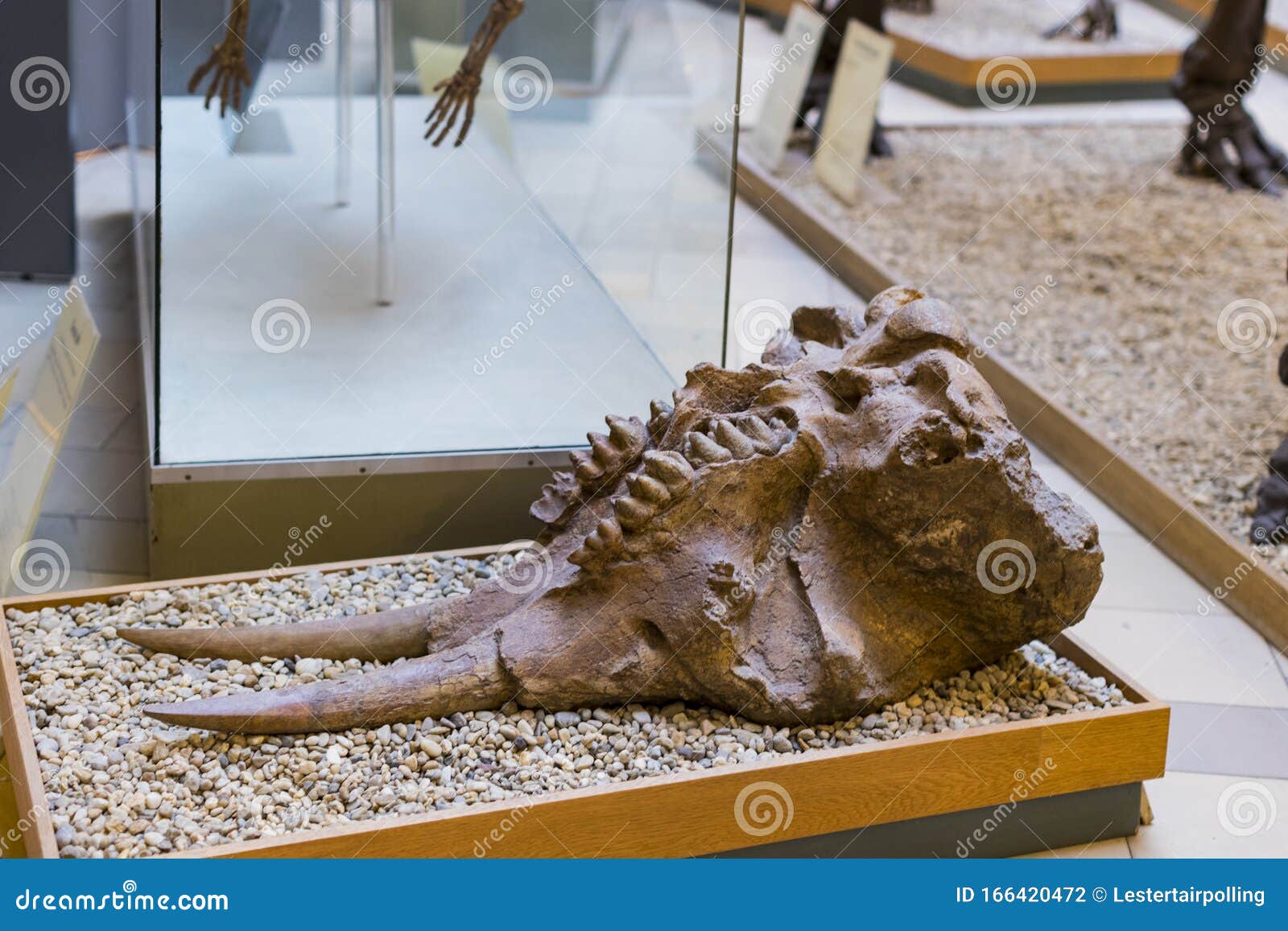 慕尼黑人类学博物馆动植物古化石展品图库摄影片 图片包括有安排 展览 著名 收集 德国 植物群 慕尼黑人类学博物馆动植物古化石展品图库摄影片 图片包括有安排 展览 著名 收集 德国 植物群