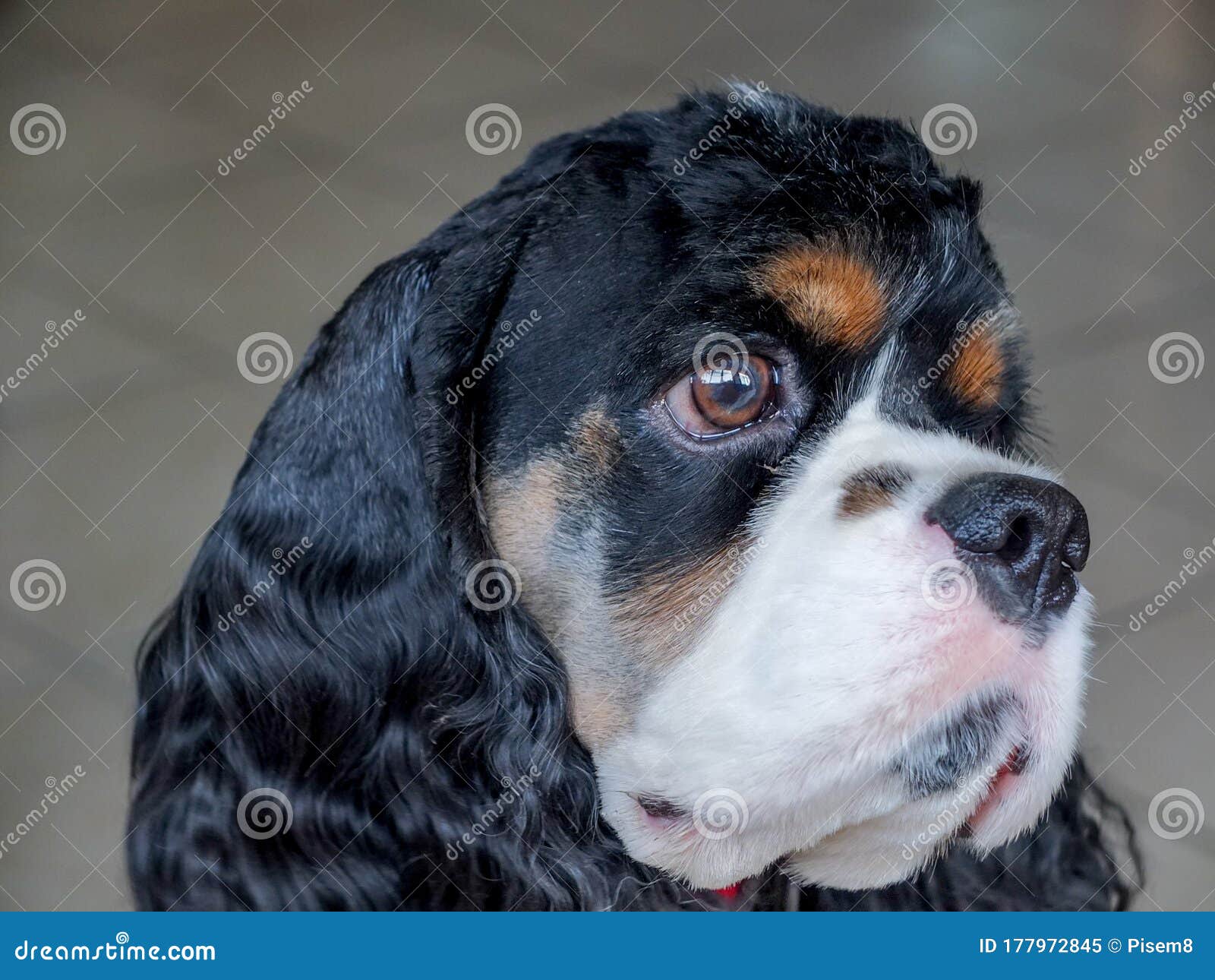 成年可爱的三色美国可卡犬库存图片 图片包括有平安 蓬松 感激的 猎人 敬慕 卷曲 投反对票 成年可爱的三色美国可卡犬库存图片 图片包括有平安 蓬松 感激的 猎人 敬慕 卷曲 投反对票