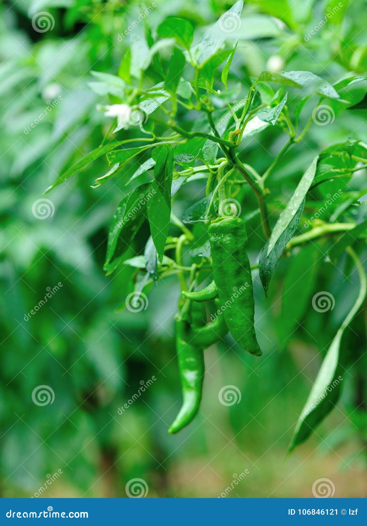 成长的青椒植物库存图片 图片包括有 成长的青椒植物库存图片 图片包括有