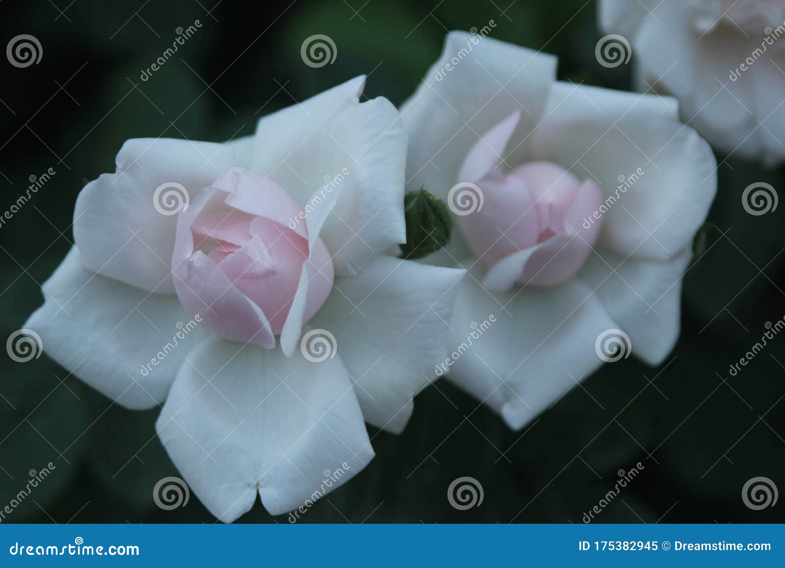 我自己的花园里的各种玫瑰花库存图片 图片包括有非常 空白 香槟 拥有 碱性 种类 多种 我自己的花园里的各种玫瑰花库存图片 图片包括有非常 空白 香槟 拥有 碱性 种类 多种