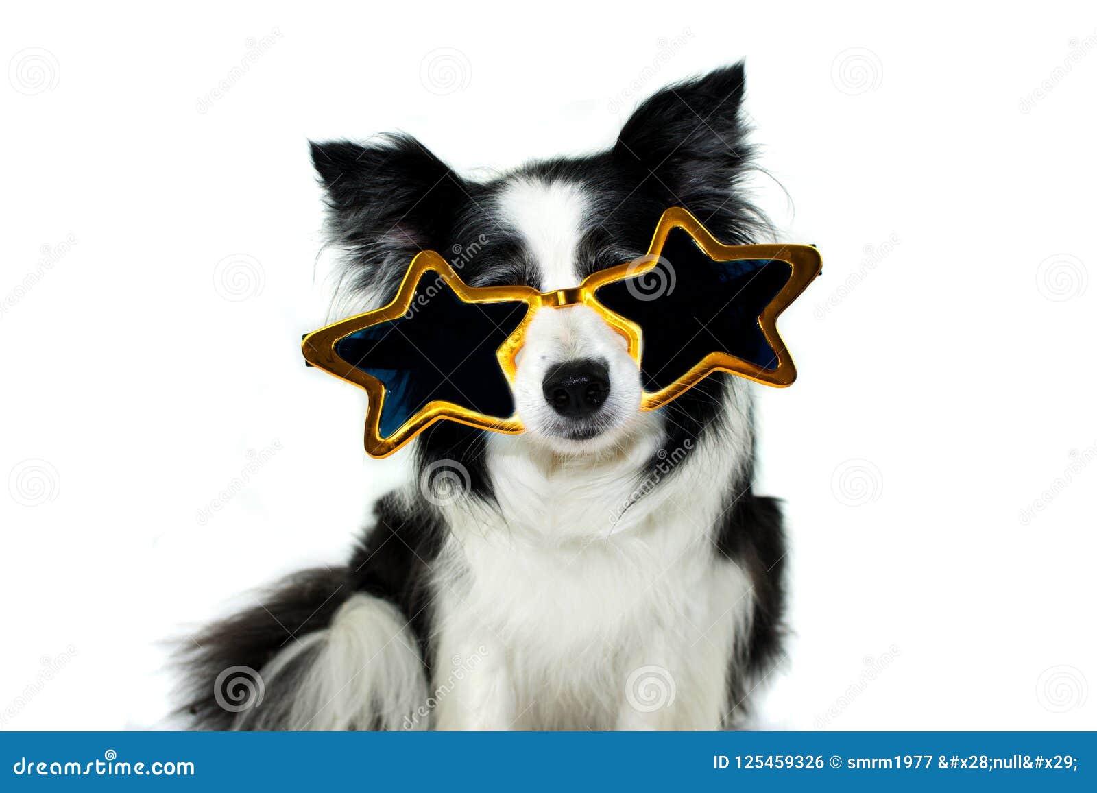 戴大党眼镜的博德牧羊犬狗为万圣夜 新的y 库存照片 图片包括有戴大党眼镜的博德牧羊犬狗为万圣夜 新的y 戴大党眼镜的博德牧羊犬狗为万圣夜 新的y 库存照片 图片包括有戴大党眼镜的博德牧羊犬狗为万圣夜 新的y