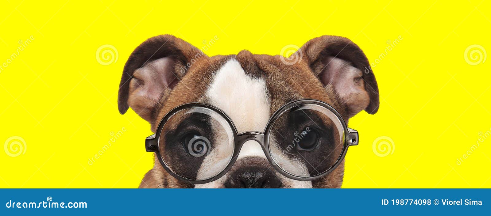 戴眼镜的英式斗牛犬库存照片 图片包括有戴眼镜的英式斗牛犬 戴眼镜的英式斗牛犬库存照片 图片包括有戴眼镜的英式斗牛犬