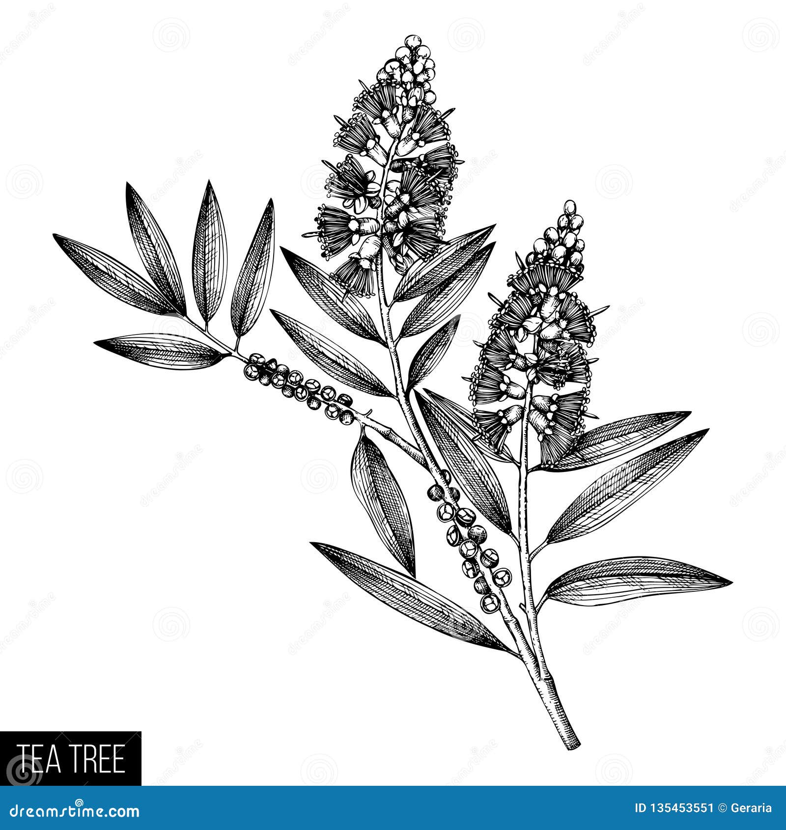 手拉的在白色背景的茶树茶橄榄色的剪影化妆用品和医疗加州桂植物传染媒介cajeput树植物的博士向量例证 插画包括有