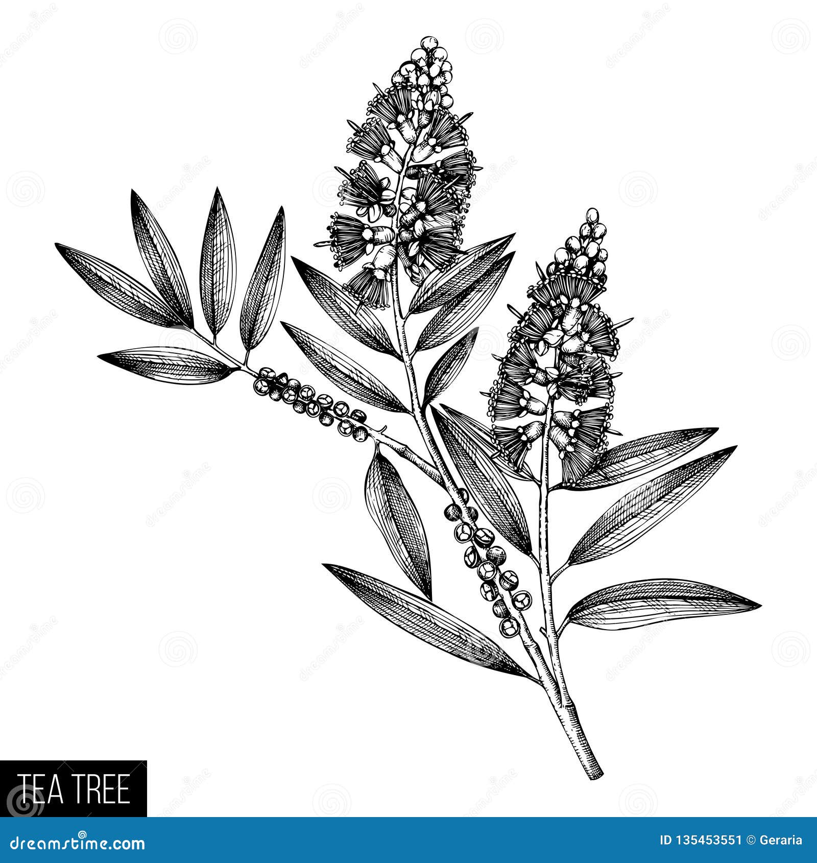 手拉的在白色背景的茶树茶橄榄色的剪影化妆用品和医疗加州桂植物传染媒介cajeput树植物的博士向量例证 插画包括有 手拉的在白色背景的茶树茶橄榄色的剪影化妆用品和医疗加州桂植物传染媒介cajeput树植物的博士向量例证 插画包括有