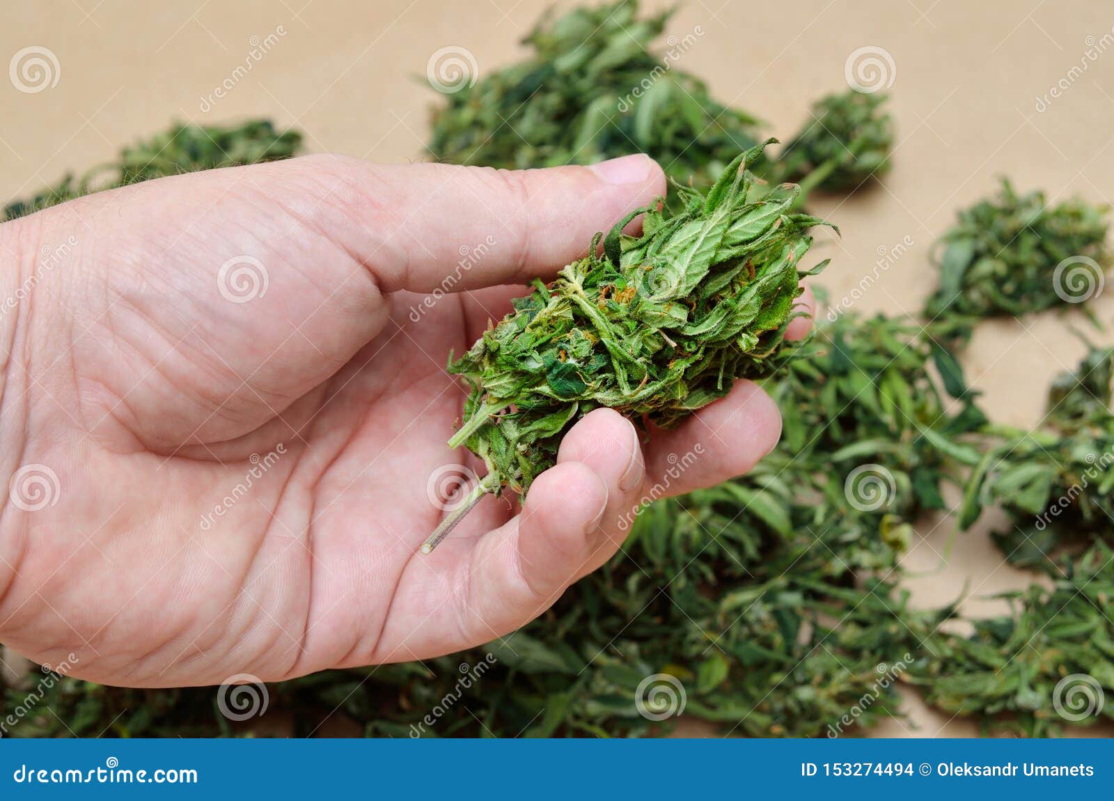 手拿着医疗大麻干燥花库存照片 图片包括有烘干 藏品 药物 医疗 享受 花卉 本质 草本