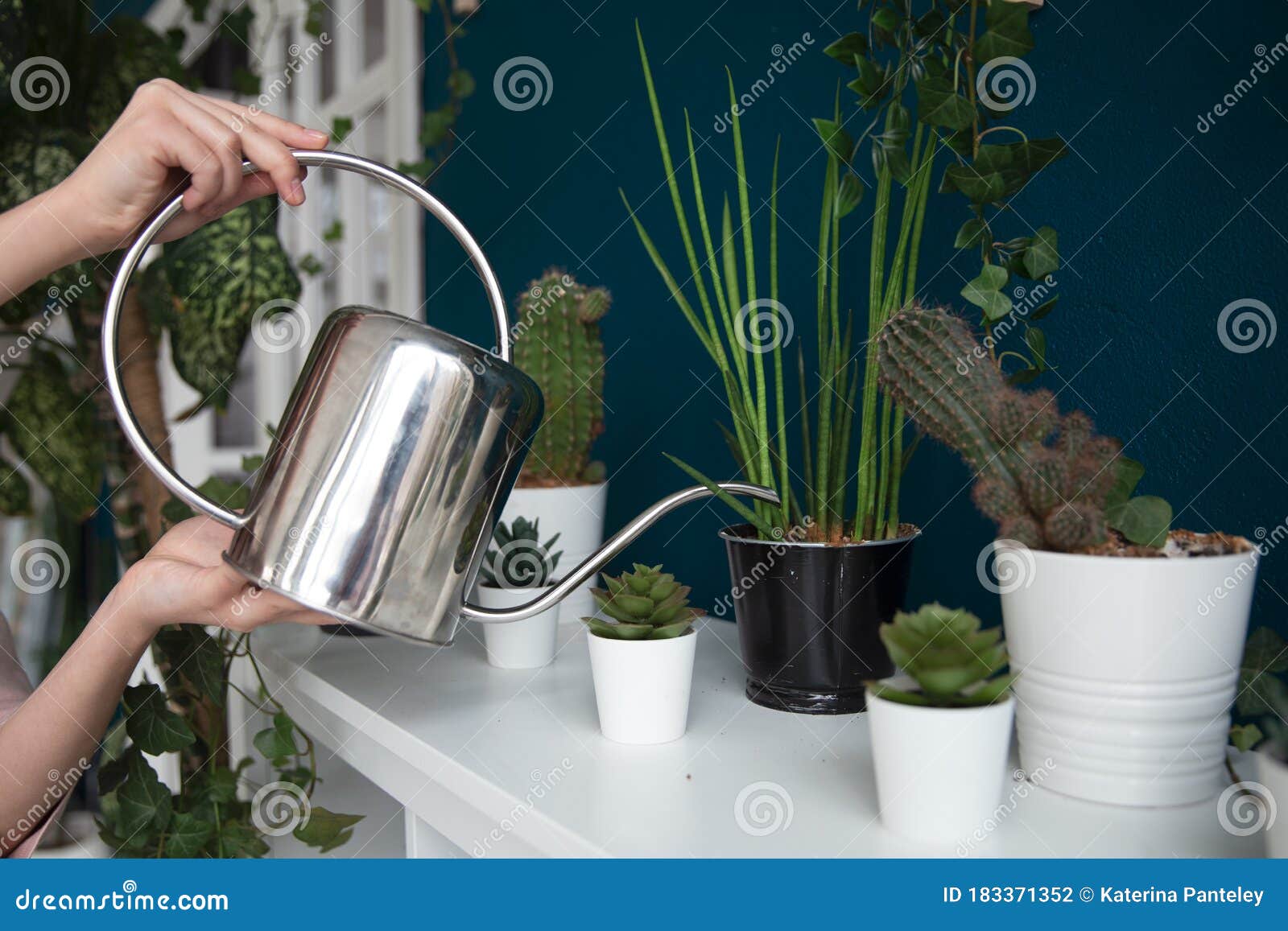 手持金属浇水罐和浇水室内植物的手库存照片 图片包括有藏品 程序 兰花 卖花人 喷洒 增长