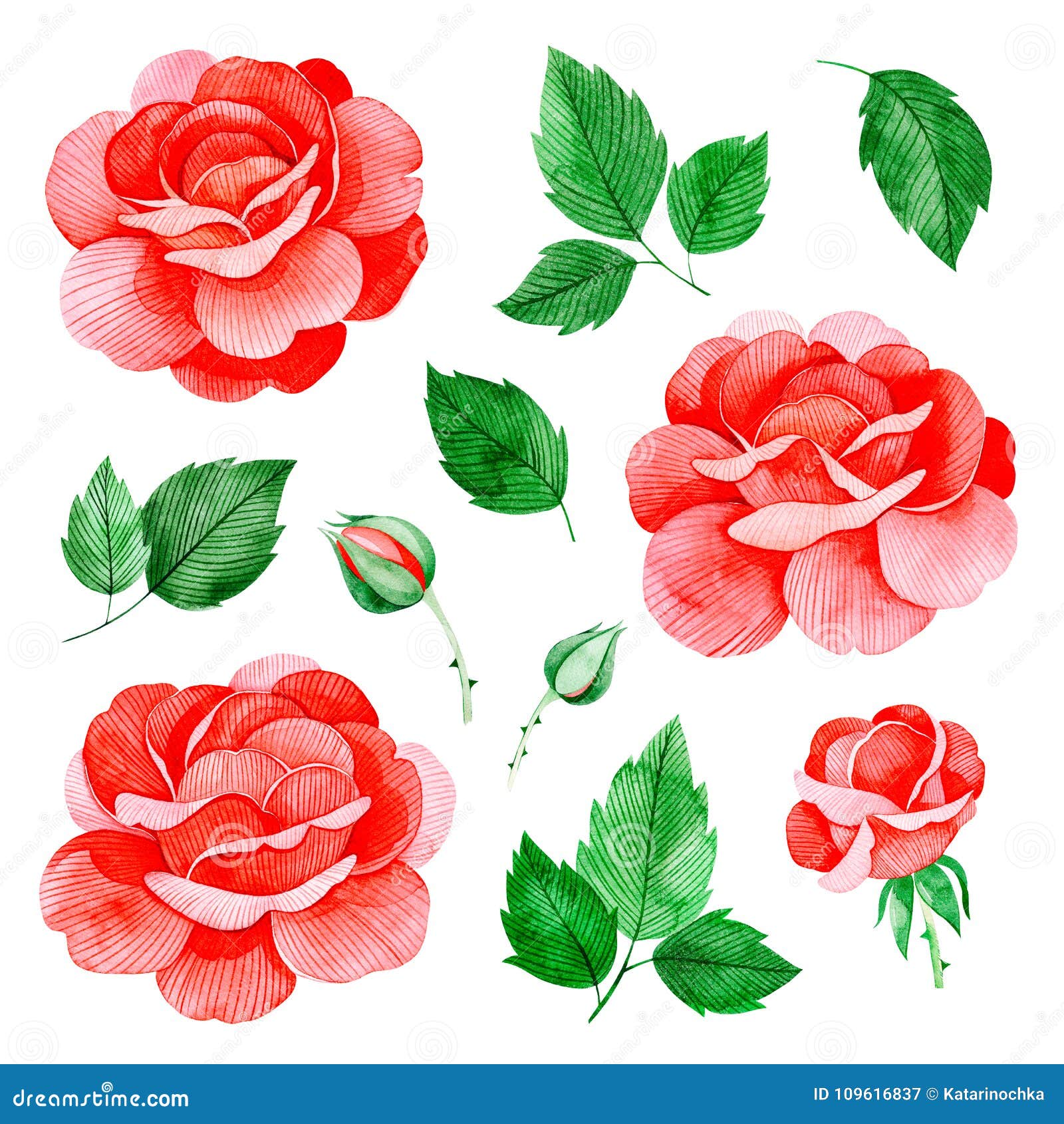 手画水彩玫瑰花和叶子11被隔绝的可爱的clipart 库存例证 插画包括有邀请 开花 手画水彩玫瑰花和叶子11被隔绝的可爱的clipart 库存例证 插画包括有邀请 开花
