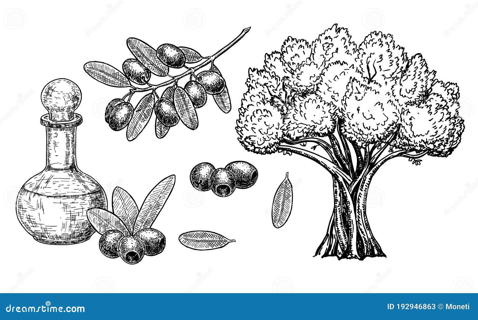 手绘橄榄树 淡白的复古橄榄 手绘树枝插叶向量例证 插画包括有图画 例证 设计 希腊语