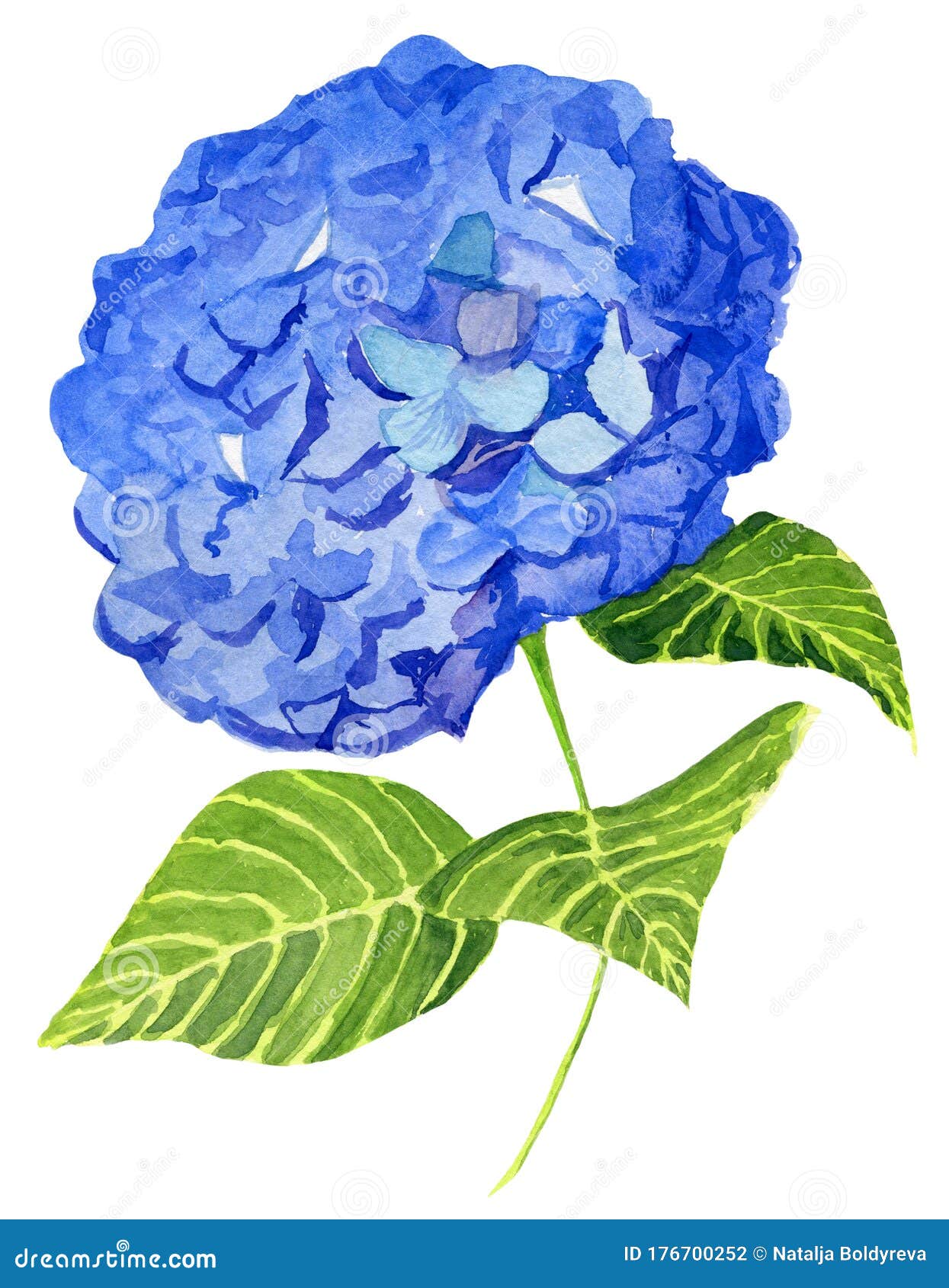 手绘水彩蓝三绿绣球花库存例证 插画包括有八仙花属 叶子 黄色 植物群 关闭 查出 特写镜头 手绘水彩蓝三绿绣球花库存例证 插画包括有八仙花属 叶子 黄色 植物群 关闭 查出 特写镜头
