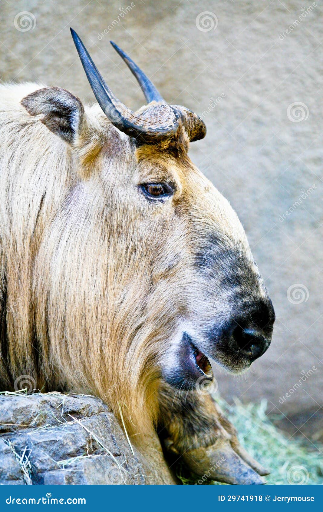扭角羚从西藏的麝牛库存照片 图片包括有喜马拉雅 森林 麝香 印第安语 胎儿 战斗 争吵