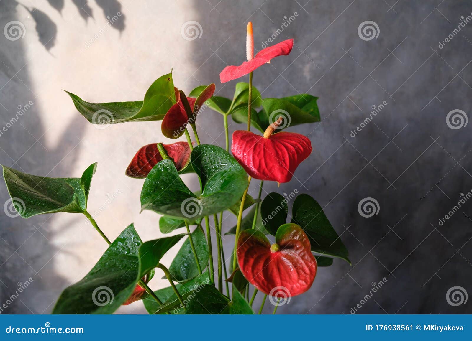 抗墙强影的红掌房植物盆栽美丽的红花家庭园艺库存图片 图片包括有装饰 影子 增长 生长 抗墙强影的红掌房植物盆栽美丽的红花家庭园艺库存图片 图片包括有装饰 影子 增长 生长