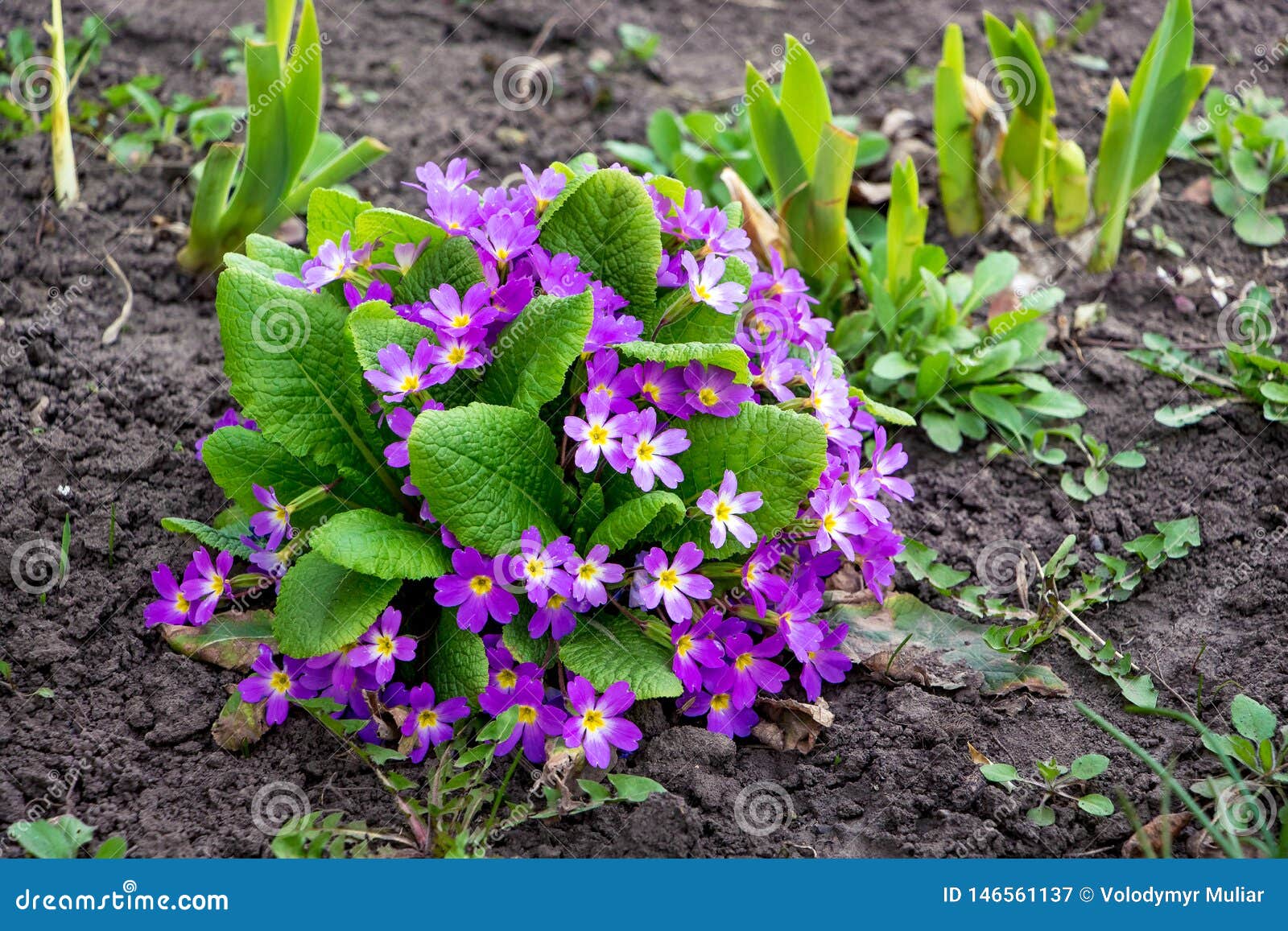 报春花紫色花在花床上的r 库存图片 图片包括有报春花 工厂 新鲜 植物群 夏天 花瓣