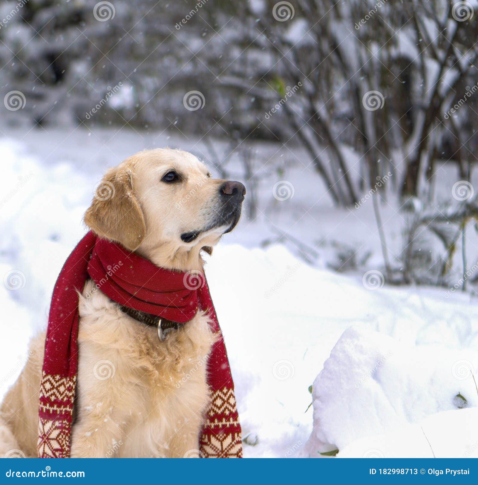披着雪衣围巾的帅气金毛犬公园冬方形 有选择的焦点库存图片 图片包括有似犬 节假日 拉布拉多 披着雪衣围巾的帅气金毛犬公园冬方形 有选择的焦点库存图片 图片包括有似犬 节假日 拉布拉多