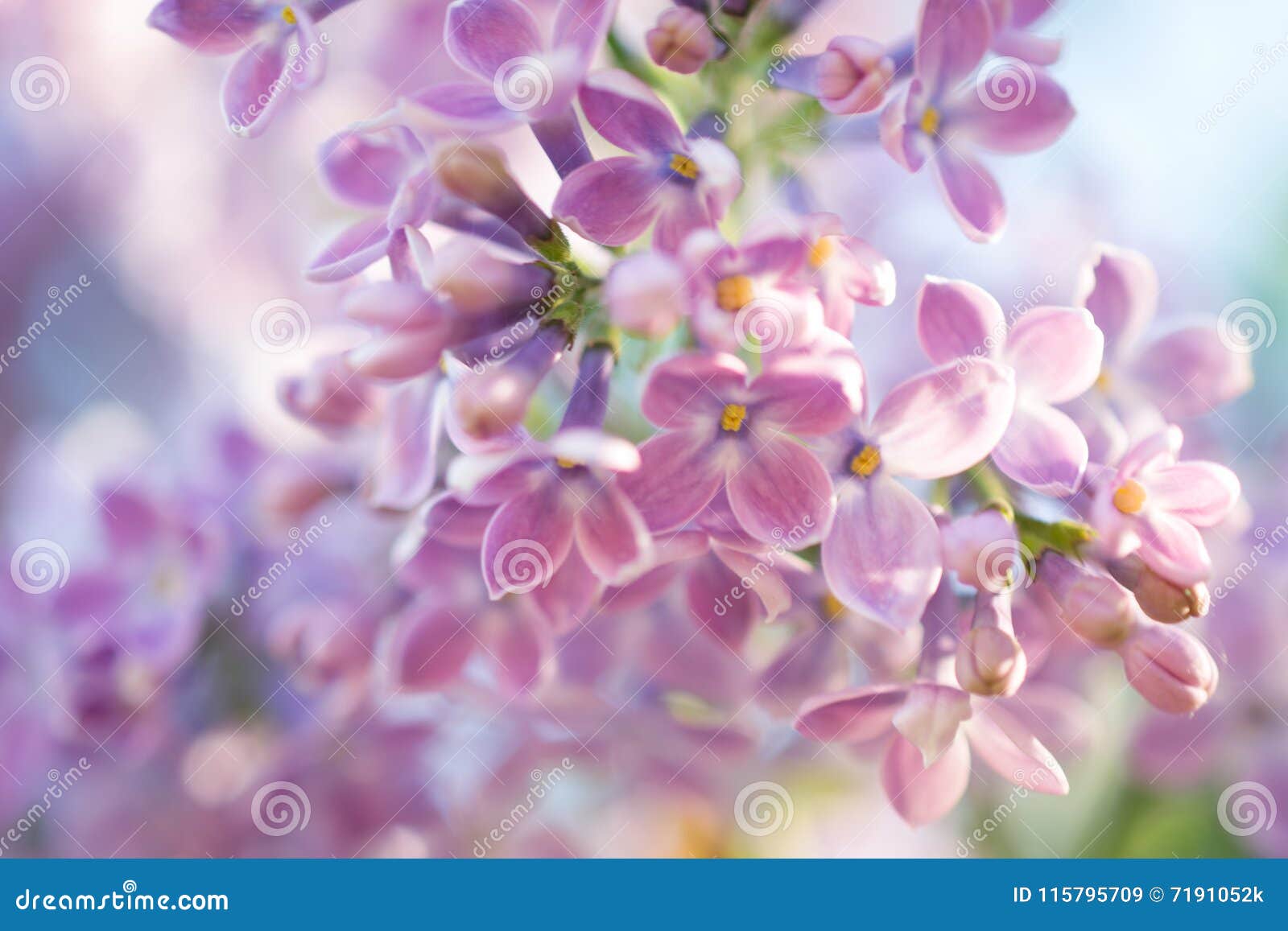 抽象背景宏观照片淡紫色开花的花背景花卉自然库存图片 图片包括有植物群 丁香 装饰 宏指令 抽象背景宏观照片淡紫色开花的花背景花卉自然库存图片 图片包括有植物群 丁香 装饰 宏指令
