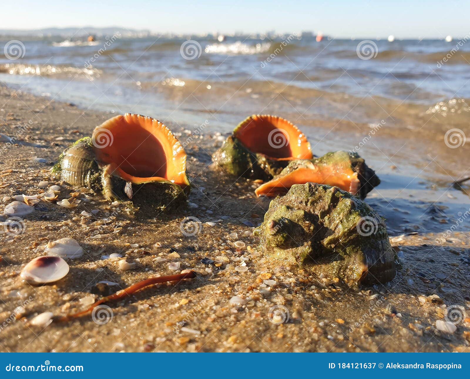 拉帕纳 穆里西代掠食性海洋腹足类软体动物黑海海岸温暖的夏日早晨库存图片 图片包括有夏天 高加索