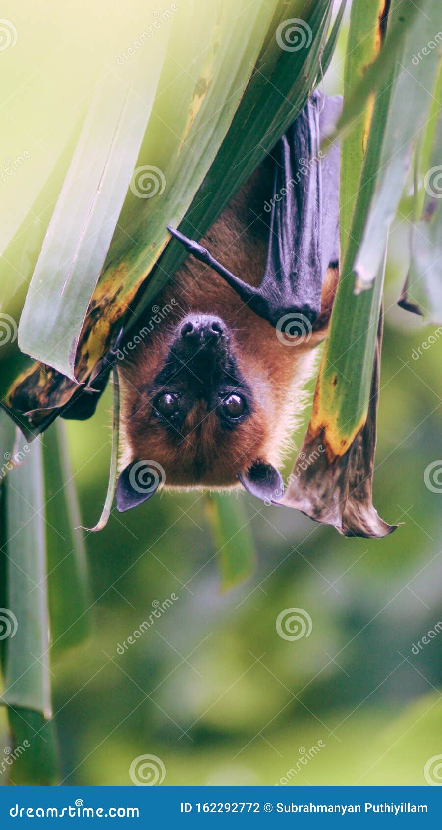 挂在香蕉树叶上的蝙蝠的美妙影像库存照片 图片包括有挂在香蕉树叶上的蝙蝠的美妙影像