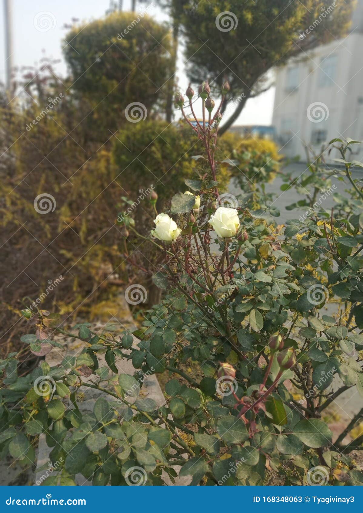 挑一个白玫瑰花园库存图片 图片包括有结构树 字段 这个 设置 那个 如何 一些 印度
