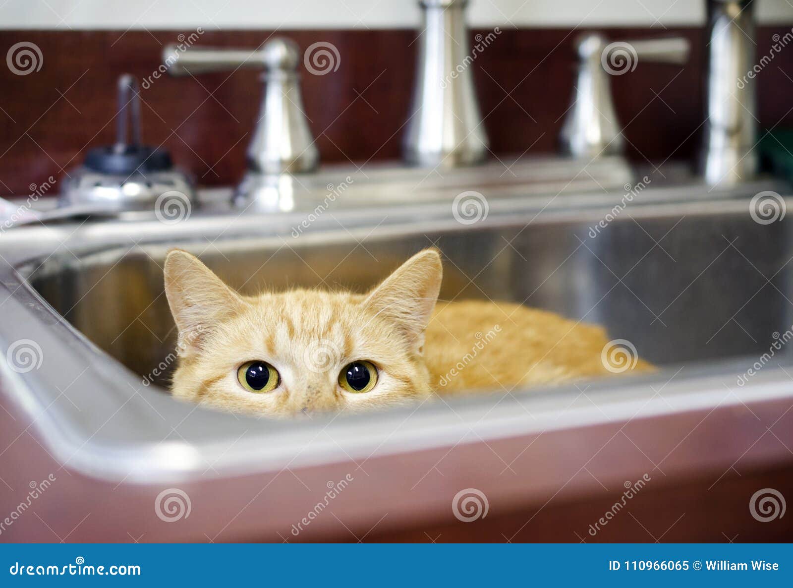 掩藏在厨房水槽的橙色汤姆猫库存图片 图片包括有 掩藏在厨房水槽的橙色汤姆猫库存图片 图片包括有