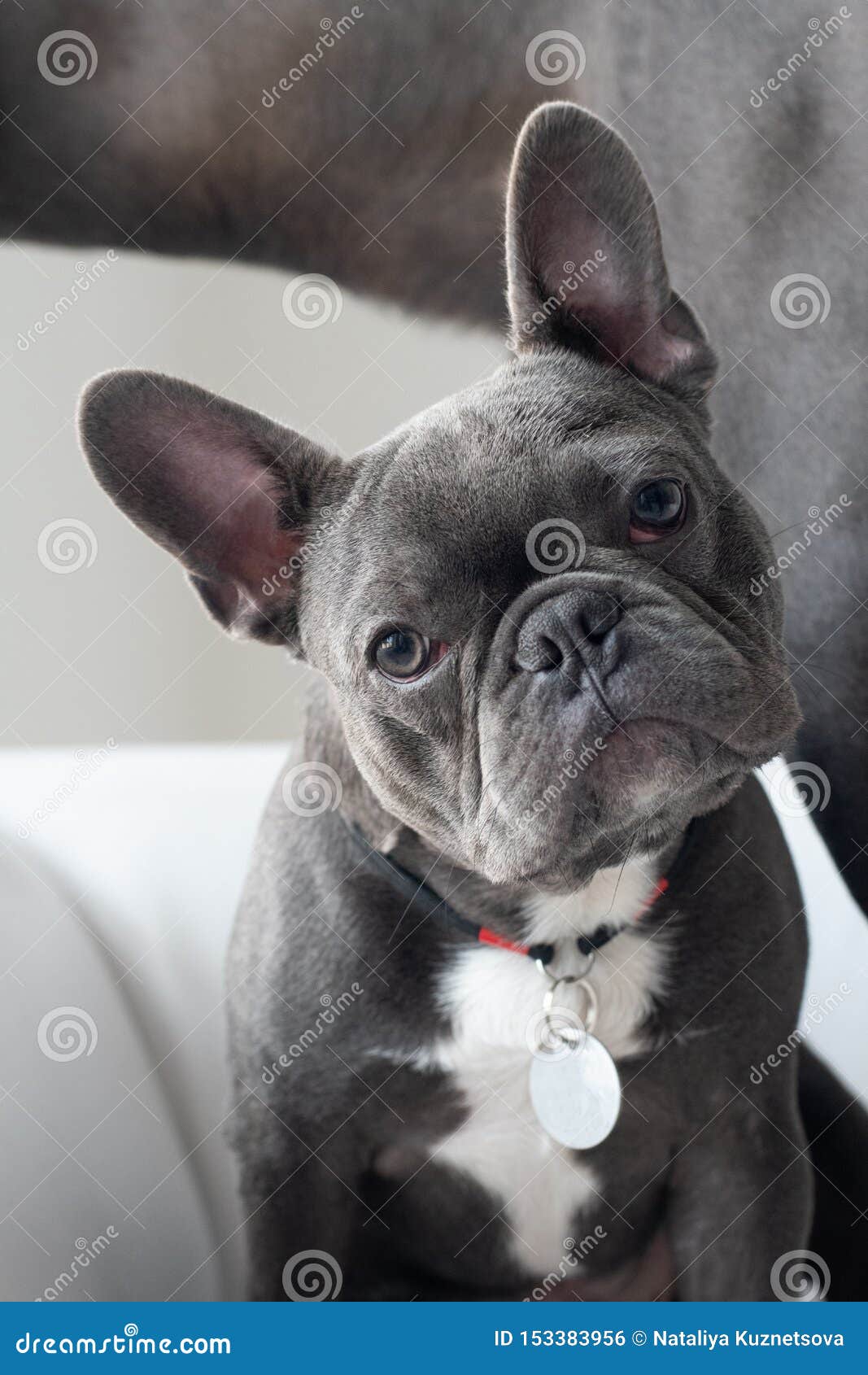 摄影棚的可爱法国斗牛犬肖像库存照片 图片包括有 摄影棚的可爱法国斗牛犬肖像库存照片 图片包括有