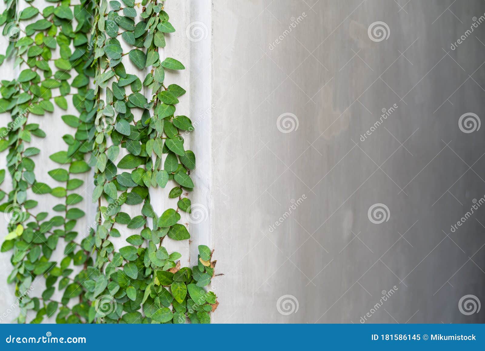 摘要植物墙背景库存图片 图片包括有摘要植物墙背景 摘要植物墙背景库存图片 图片包括有摘要植物墙背景