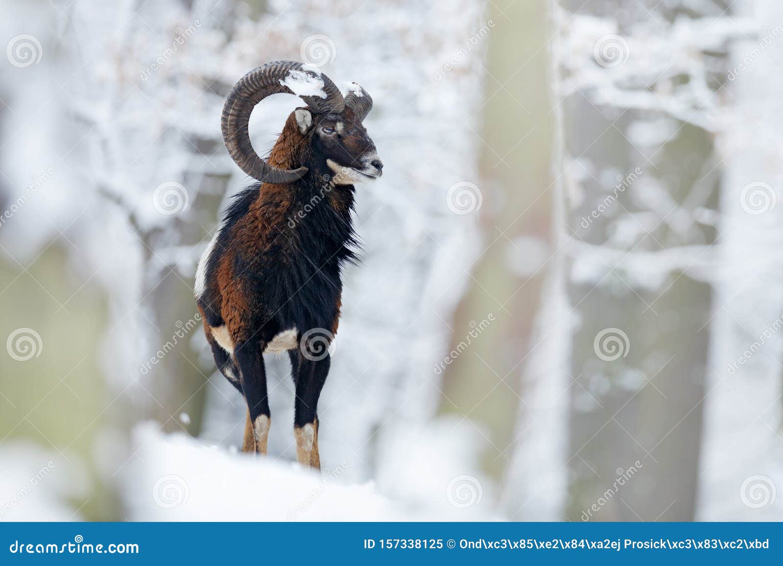 摩弗龙 东方羊 雪地动物斯洛伐克大号哺乳动物特写寒雪库存图片 图片包括有动物区系 狩猎