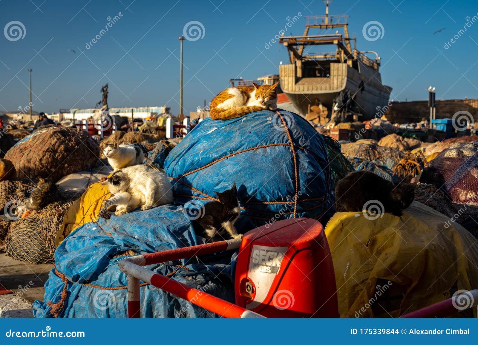 摩洛哥 Essaouira 在港口的晨阳下 市场猫咪正在晒太阳编辑类库存图片 图片包括有结构树 旅行 摩洛哥 Essaouira 在港口的晨阳下 市场猫咪正在晒太阳编辑类库存图片 图片包括有结构树 旅行