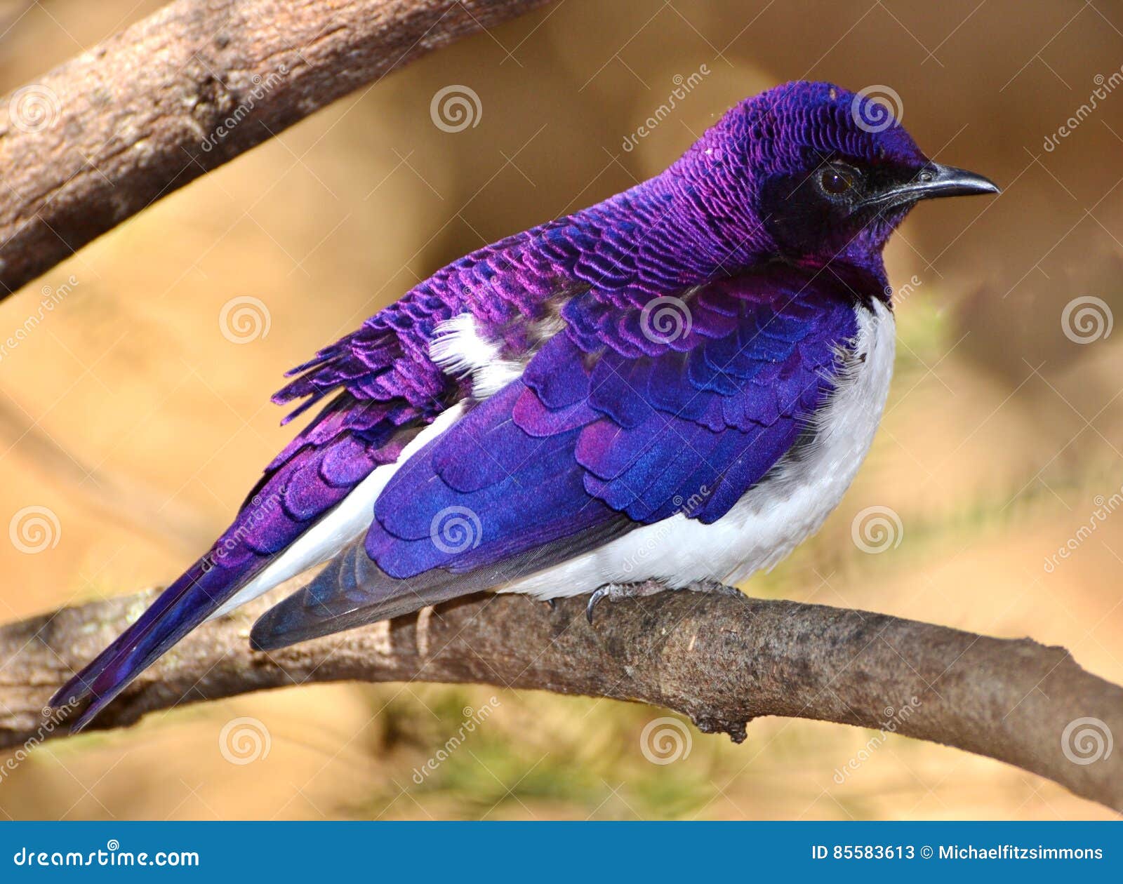 支持紫罗兰色的椋鸟科 紫色的椋鸟科cinnyricinclus Leucogaster 库存图片 图片包括有