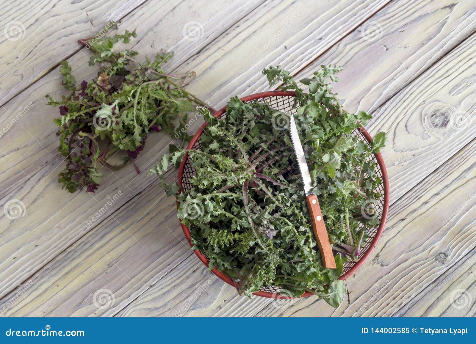 收获植物苣苦菜在木桌希腊烹调的苣苦菜oleraceus 库存图片 图片包括有烹调 四季不断
