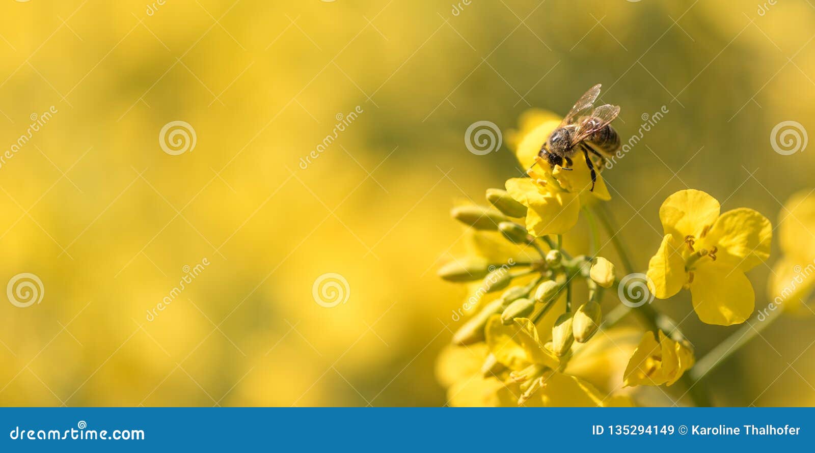 收集在强奸花的蜜蜂花蜜库存图片 图片包括有草甸 国家 地区 花蜜 绽放 本质 蜂蜜 收集在强奸花的蜜蜂花蜜库存图片 图片包括有草甸 国家 地区 花蜜 绽放 本质 蜂蜜