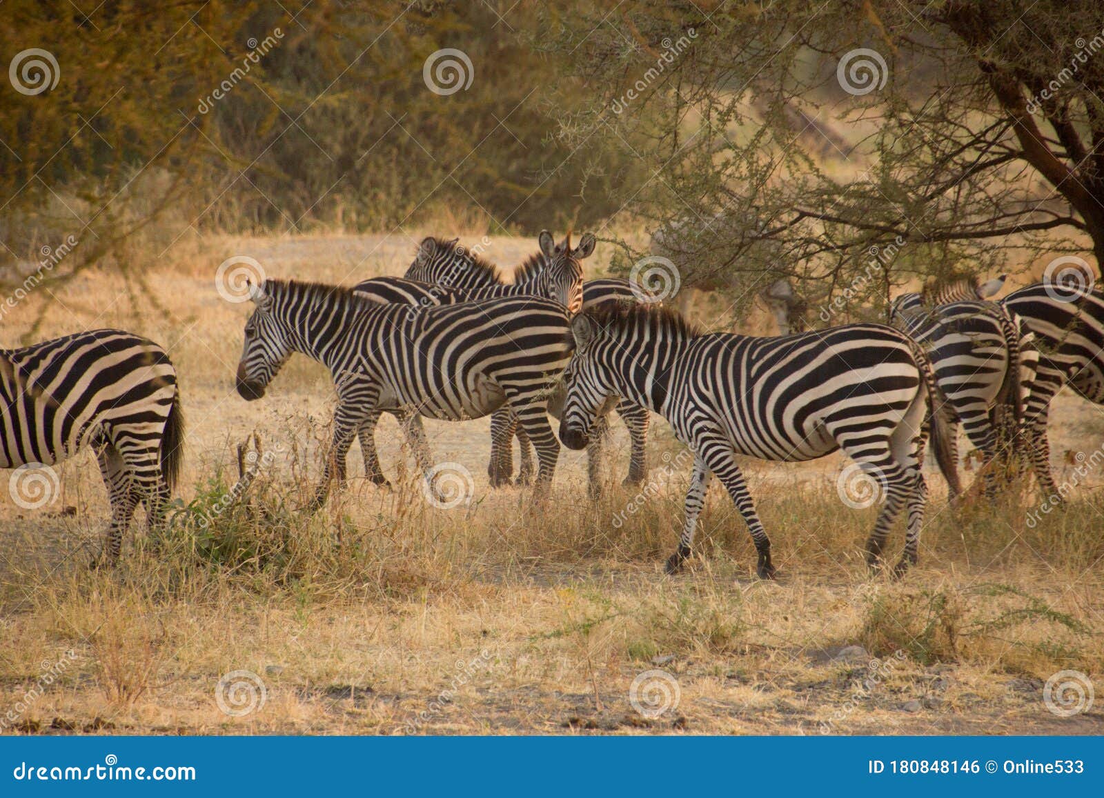 斑马在非洲草原上行走库存照片 图片包括有斑马在非洲草原上行走