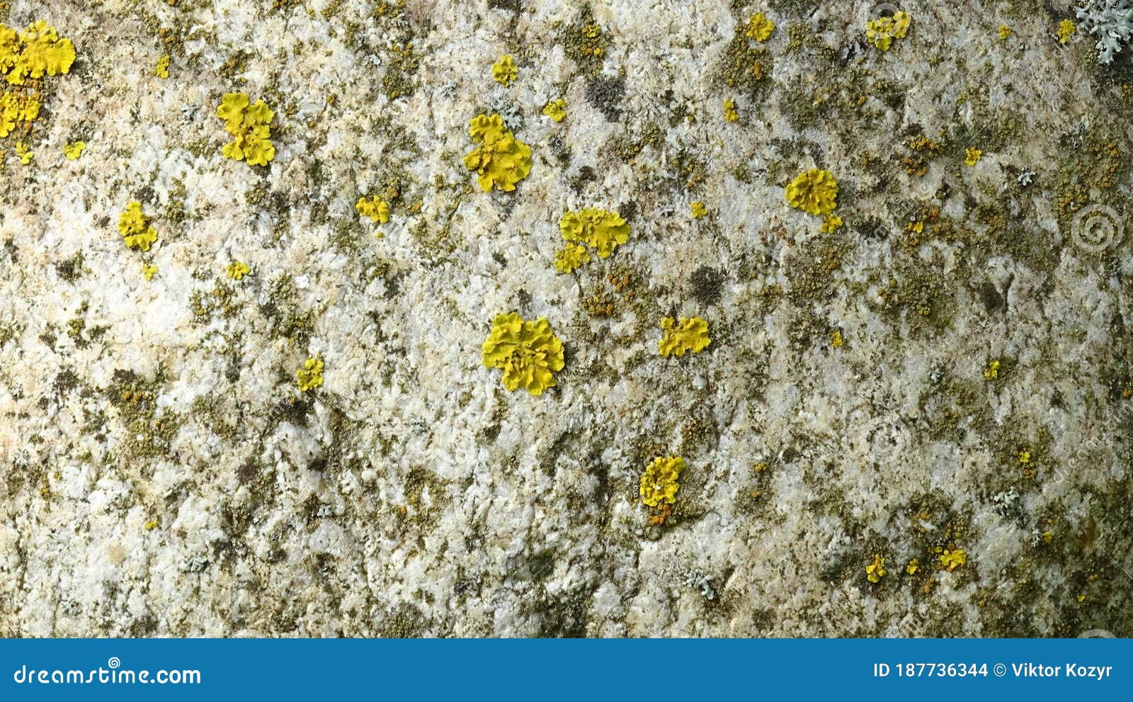 斑驳苔藓的轻石纹样背景图片库存照片 图片包括有背包 照片 青苔 石头 模式 质地 散置