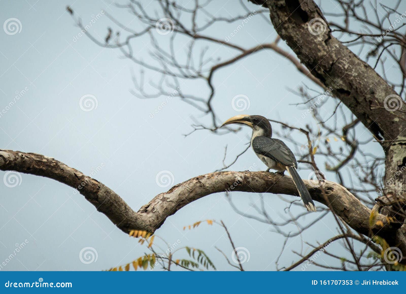 斯里兰卡的灰角鸟栖息在一棵死树上，没有树叶，背景清澈的彩鸟，亚拉  image