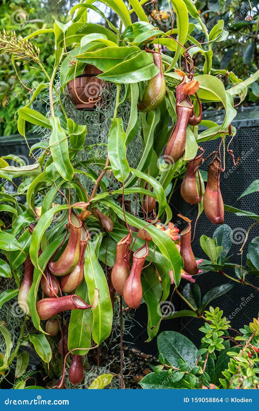 新加坡云林穹顶食虫植物库存照片 图片包括有 新加坡云林穹顶食虫植物库存照片 图片包括有