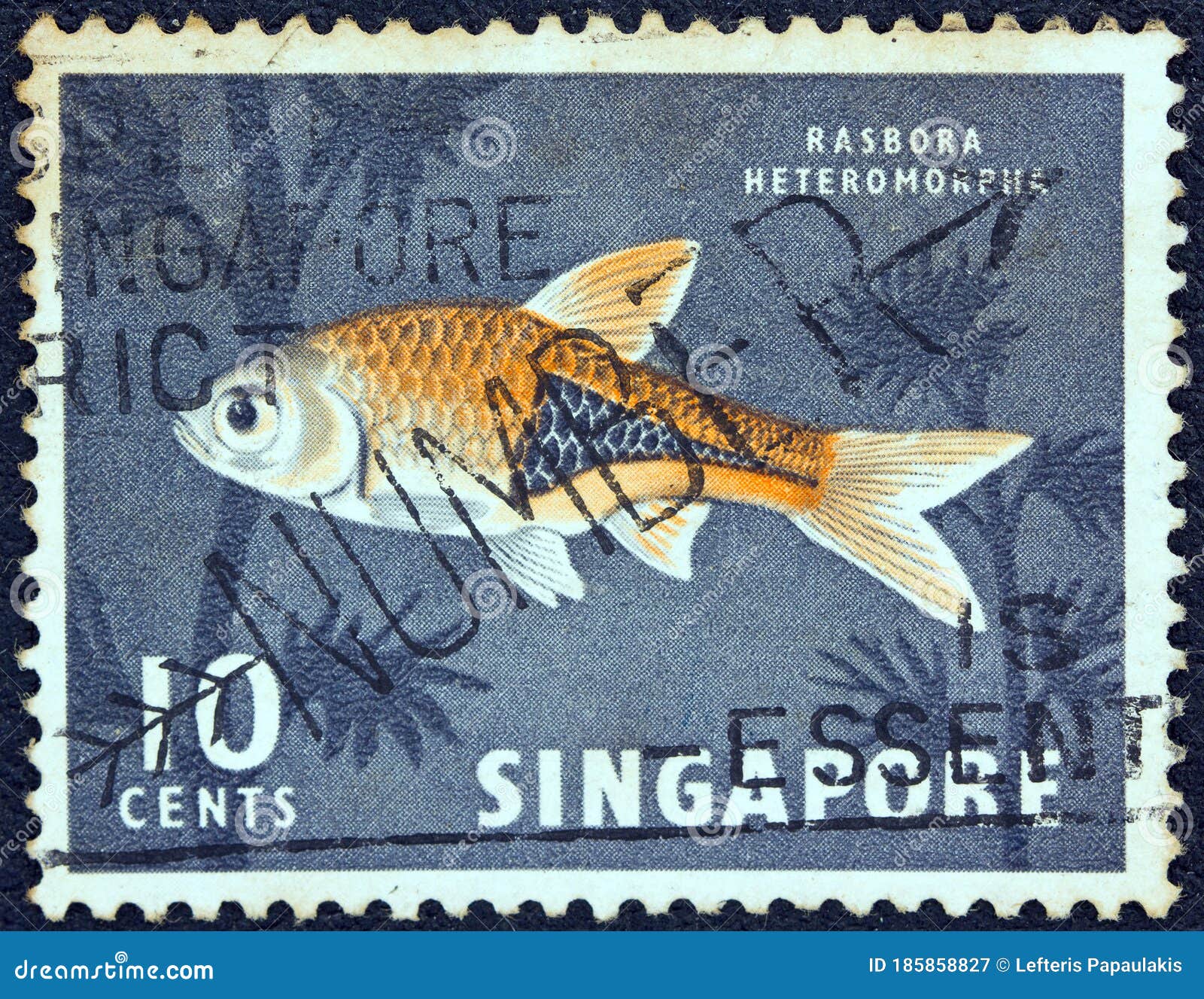新加坡— 年前后：一张印在新加坡的邮票上印着一条哈莱坎波拉鱼