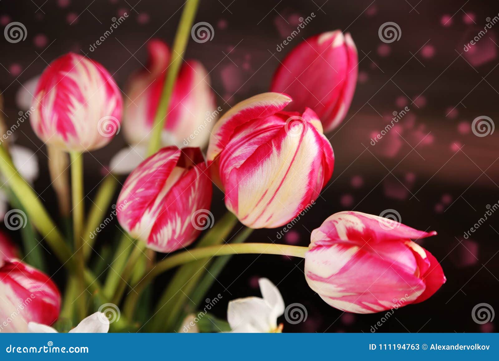 新春天双色的紫色郁金香花束库存图片 图片包括有