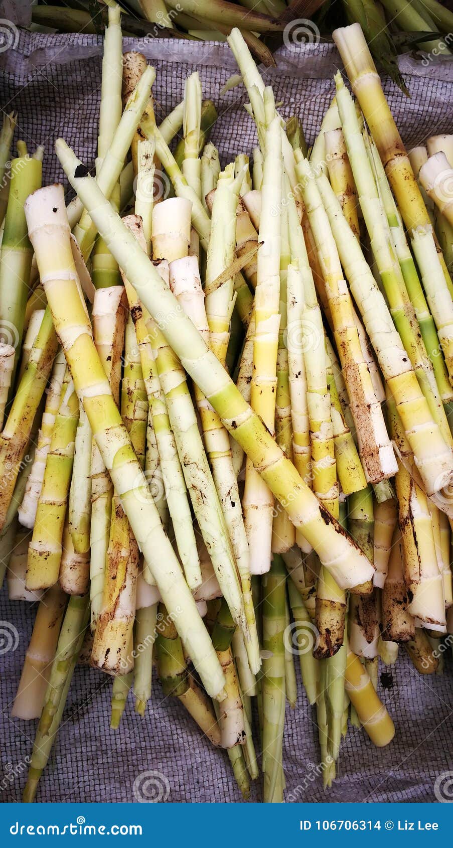 新鲜的烂醉如泥的笋库存照片 图片包括有文化 生物反馈 空白 保留 烂醉如泥 素食主义者