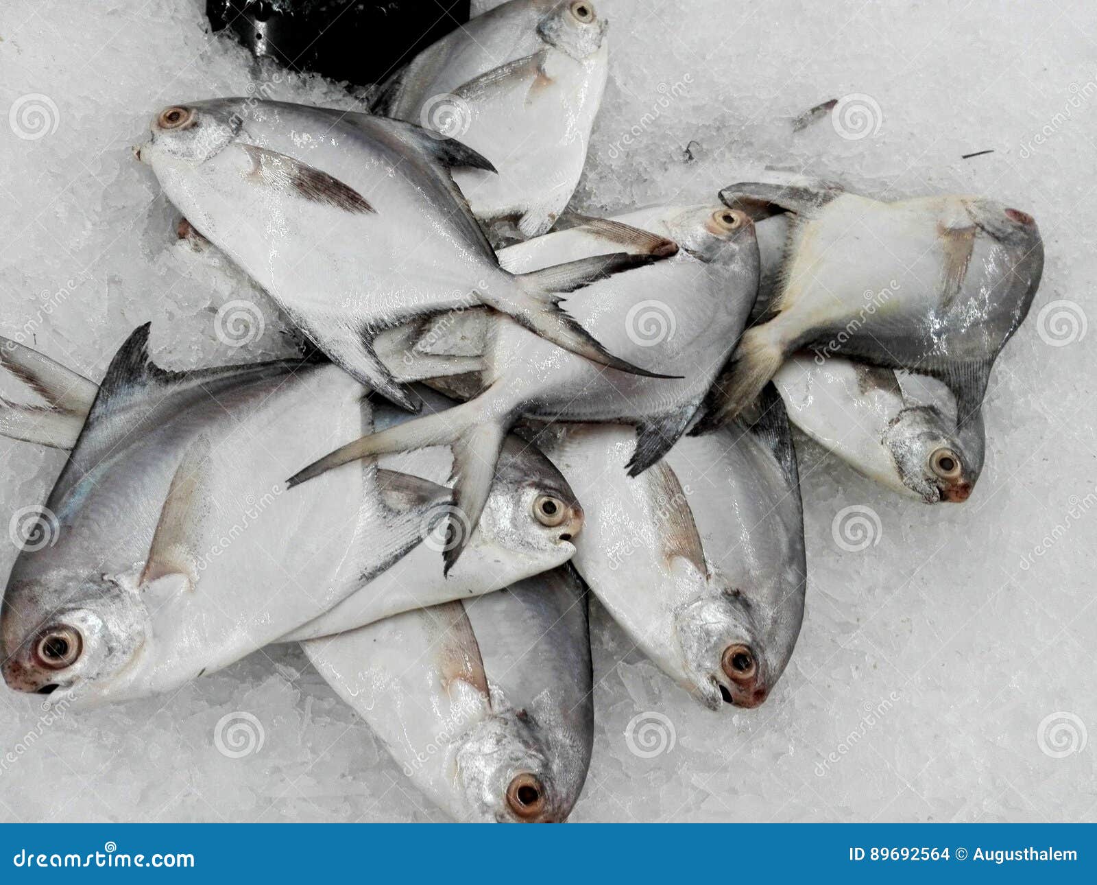 新鲜的银色仓鱼鱼库存照片 图片包括有食物 捕鱼 击碎 冻结 家畜 水平 成份 敌意